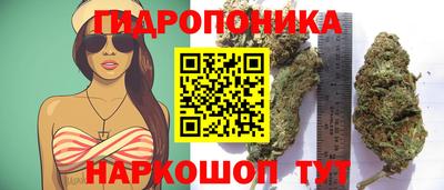 спиды Кингисепп